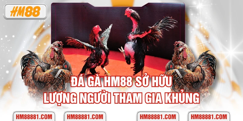 Đá gà HM88 sở hữu lượng người tham gia khủng