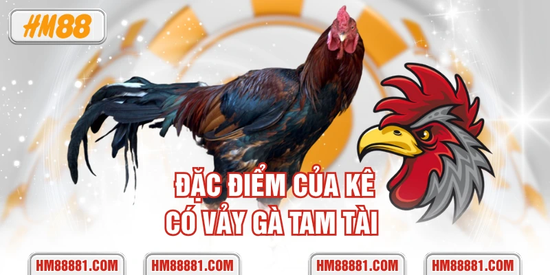 Đặc điểm của kê có vảy gà tam tài