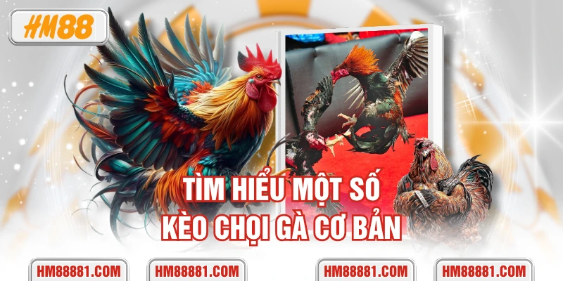 Tìm hiểu một số kèo chọi gà cơ bản